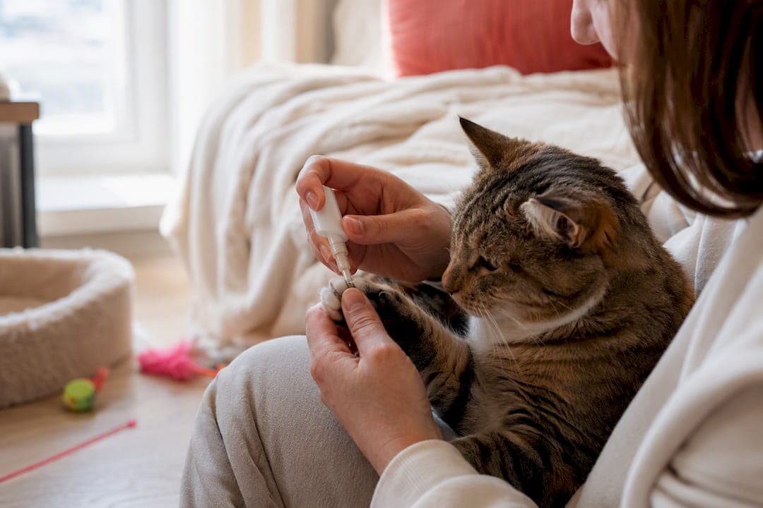 Cat Nail Caps: A Humane, Safe Alternative to Declawing