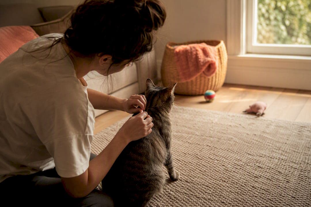 Advantage vs Frontline for Cats: Which One Actually Wins?
