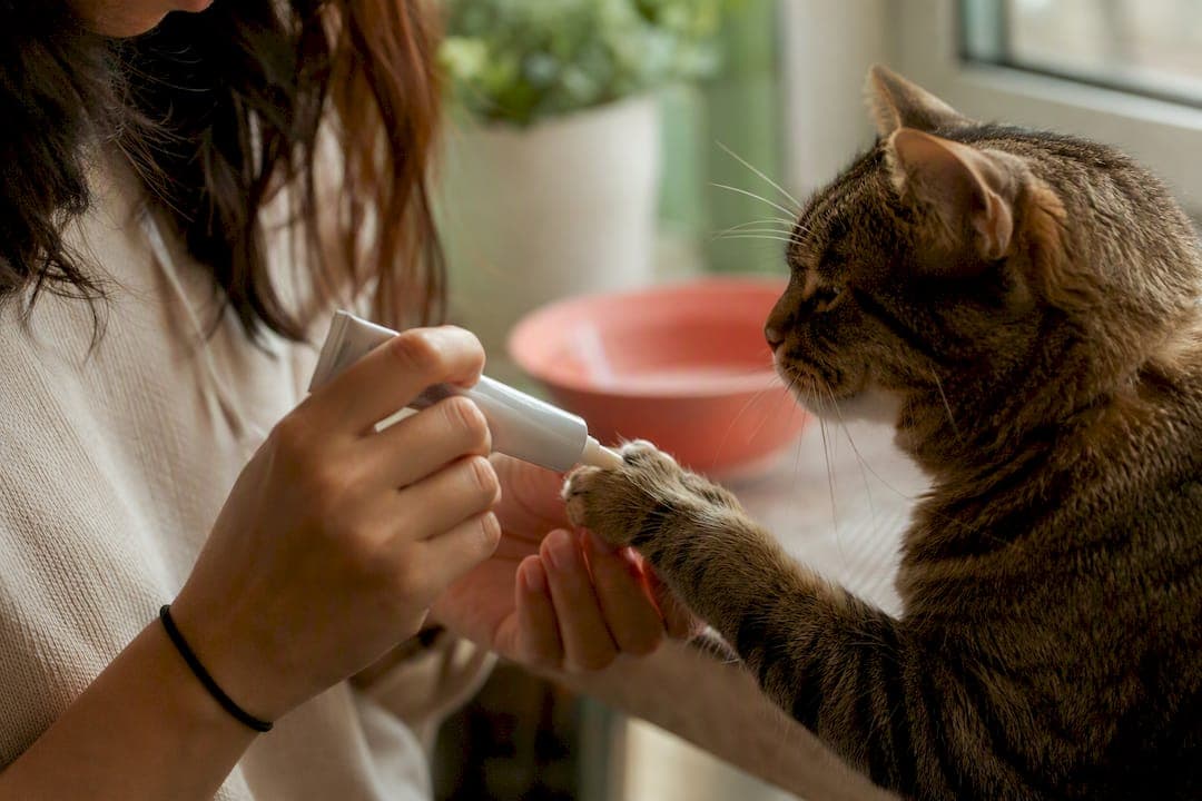 Does Lysine Actually Help Cats With Herpesvirus and URIs?