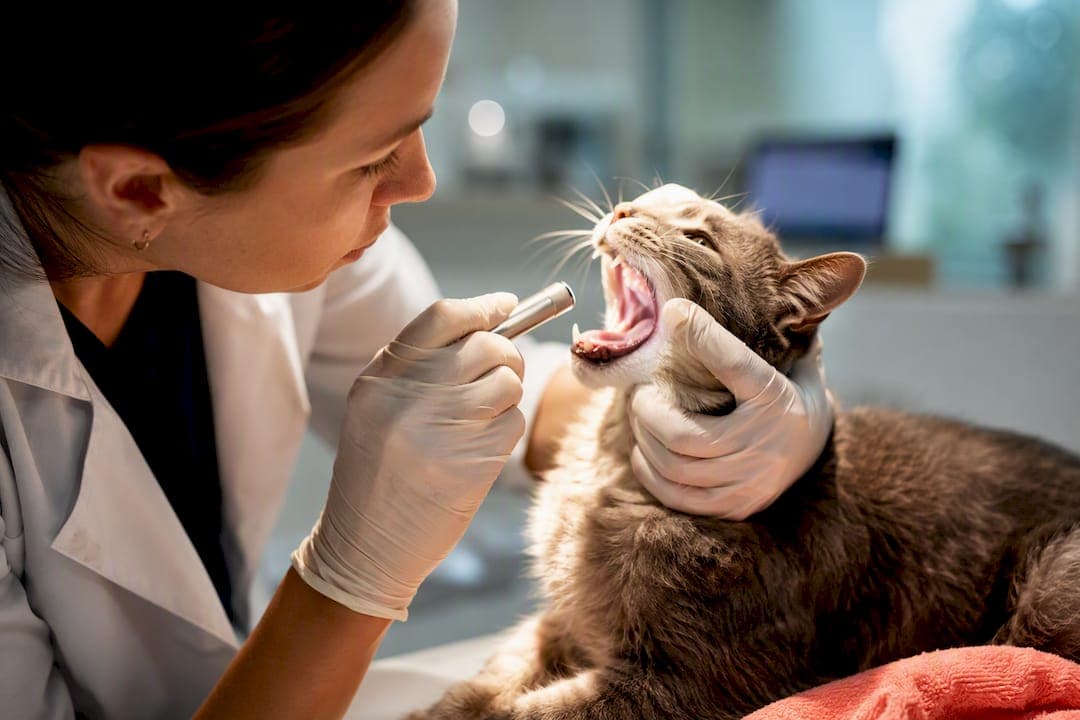77% Trial Response: Lactoferrin for Cats, What Owners Need to Know