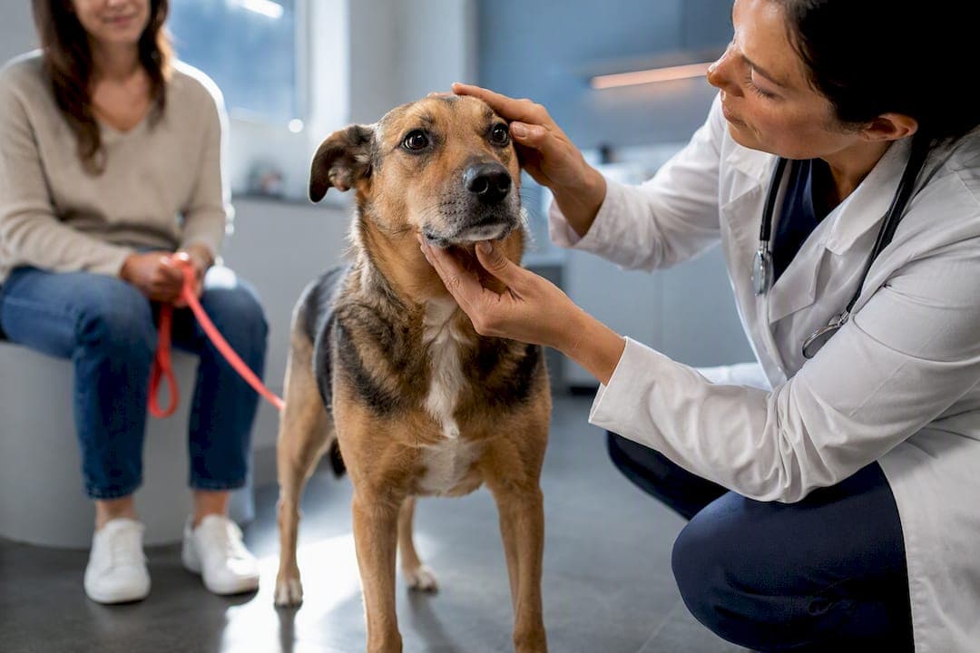 Vet Guided Melatonin for Dogs: 3 mg/6 mg Dosing and Safety Tips