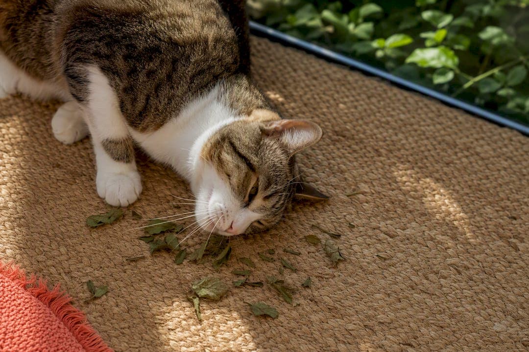 79% of Cats Respond: Vet Reviewed Silvervine That Outperforms Catnip