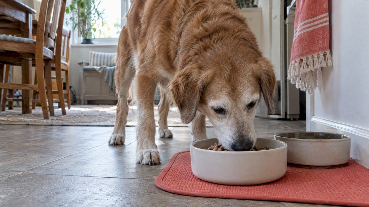 Low Phosphorus Dog Food That Dogs Eat: Vet Targets and Home Acceptance