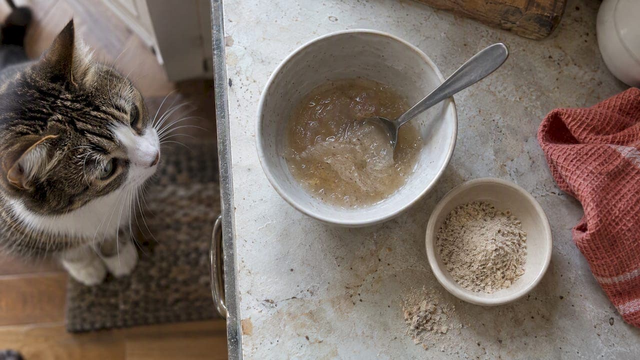 Slippery Elm for Cats: Dose, Prep and Safety